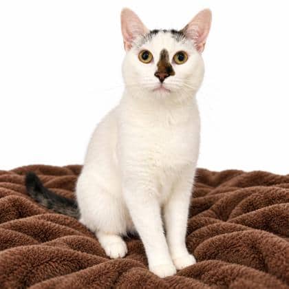 Simon - Domestic Shorthair/Mix available for adoption