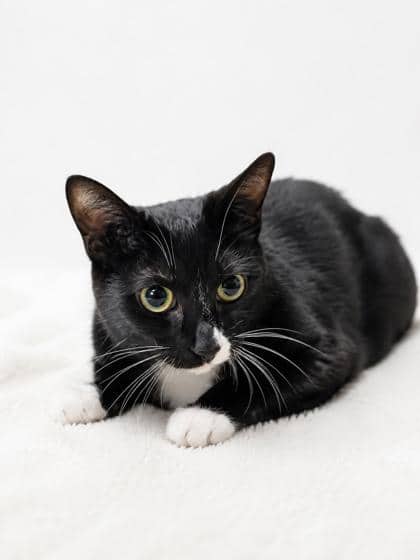 Riley - Domestic Shorthair/Mix cat available for adoption at Brant County SPCA in Brantford