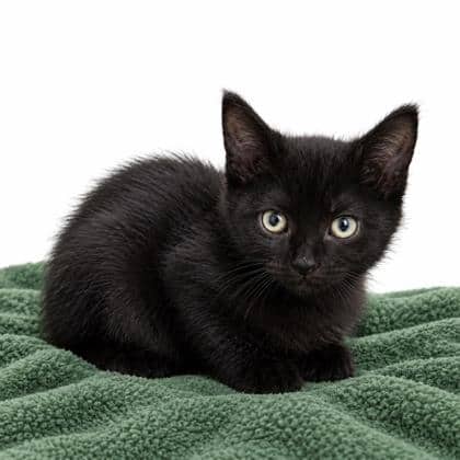 Ivy - Domestic Shorthair/Mix cat available for adoption at Brant County SPCA in Brantford