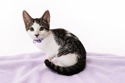 Ethel - Domestic Shorthair/Mix cat available for adoption at Brant County SPCA in Brantford