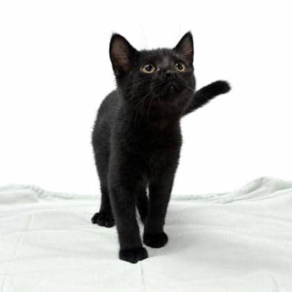 Hatter - Domestic Shorthair/Mix cat available for adoption at Brant County SPCA in Brantford