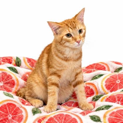 Grapefruit - Domestic Shorthair/Mix cat available for adoption at Brant County SPCA in Brantford