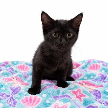 Cleo - Domestic Shorthair/Mix cat available for adoption at Brant County SPCA in Brantford