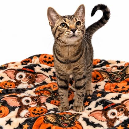 Gremlin - Domestic Shorthair/Mix cat available for adoption at Brant County SPCA in Brantford