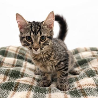 Bobbie - Domestic Medium Hair/Mix cat available for adoption at Brant County SPCA in Brantford