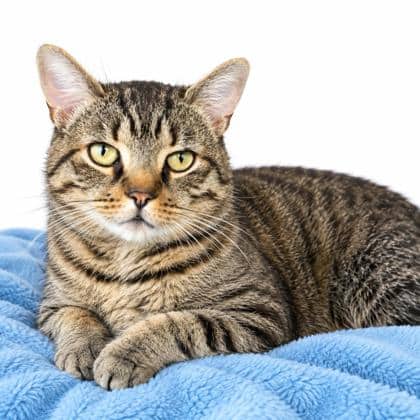 Nigel - Domestic Shorthair/Mix available for adoption