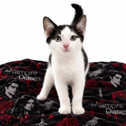 Klaus - Domestic Shorthair/Mix cat available for adoption at Brant County SPCA in Brantford