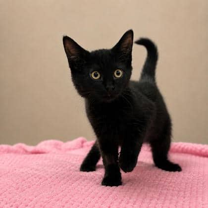 Chey - Domestic Shorthair/Mix available for adoption