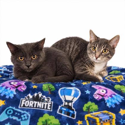 Jonesy - Domestic Shorthair/Mix available for adoption