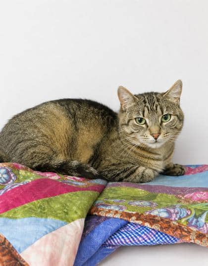 Heidi - Domestic Shorthair/Mix available for adoption