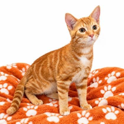 Tangerine - Domestic Shorthair/Mix available for adoption