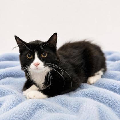 Forrest - Domestic Medium Hair/Mix cat available for adoption at Brant County SPCA in Brantford
