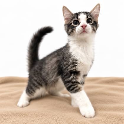 Greg - Domestic Medium Hair/Mix available for adoption