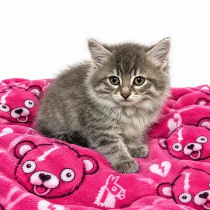 Vee - Domestic Medium Hair/Mix cat available for adoption at Brant County SPCA in Brantford