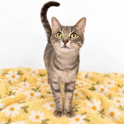 Trudy - Domestic Shorthair/Mix available for adoption