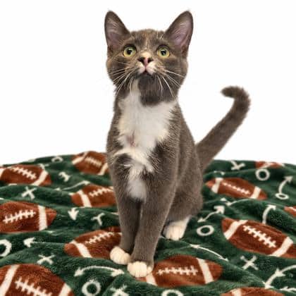 Blake - Domestic Shorthair/Mix available for adoption