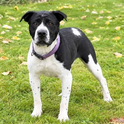 Panda - Chinese Shar-Pei/Mix available for adoption in Ontario