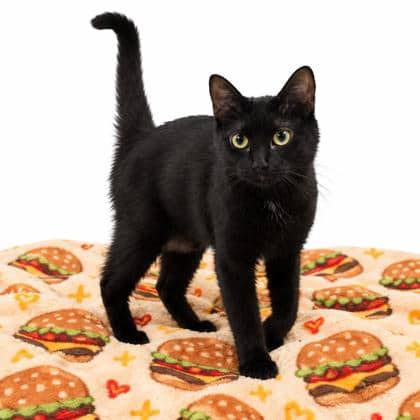 Bob - Domestic Shorthair/Mix available for adoption