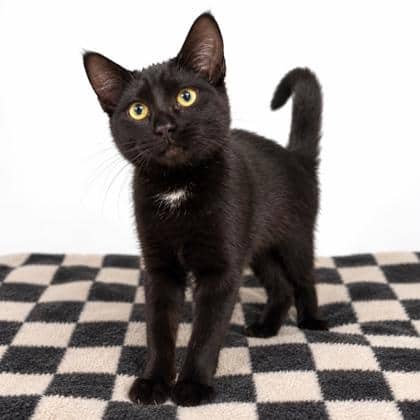 Decker - Domestic Shorthair/Mix available for adoption
