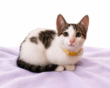 Lucy - Domestic Shorthair/Mix cat available for adoption at Brant County SPCA in Brantford