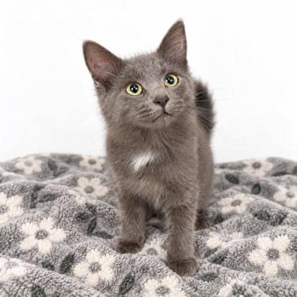 Perry - Domestic Medium Hair/Mix available for adoption