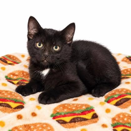 Louise - Domestic Shorthair/Mix available for adoption