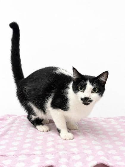 Cheshire - Domestic Shorthair/Mix available for adoption