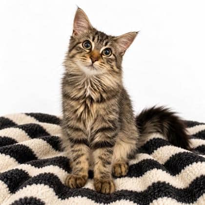 Squeak - Domestic Medium Hair/Mix cat available for adoption at Brant County SPCA in Brantford