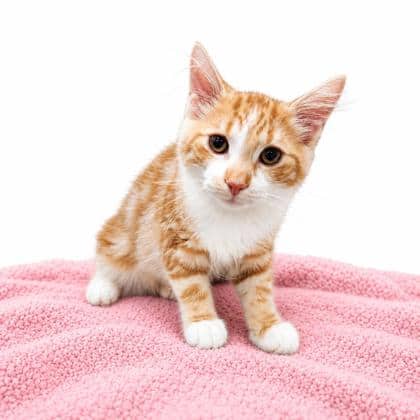 Ahoy - Domestic Longhair/Mix cat available for adoption at Brant County SPCA in Brantford