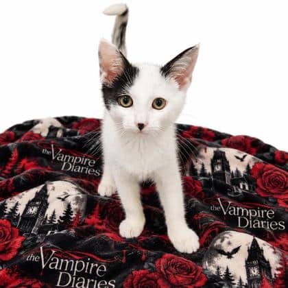 Damon - Domestic Shorthair/Mix cat available for adoption at Brant County SPCA in Brantford