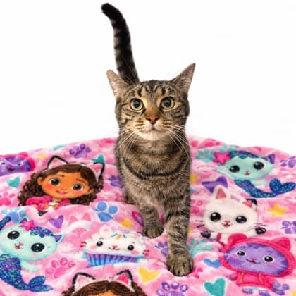 Gabby - Domestic Shorthair/Mix cat available for adoption at Brant County SPCA in Brantford