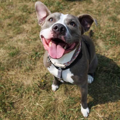 Lola - Pit Bull Terrier/Mix available for adoption