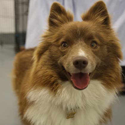 Coco - Alaskan Husky/Pomeranian available for adoption at Calgary Humane Society in Calgary