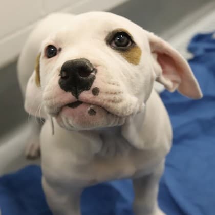 Bubbles - Medium Mixed Breed available for adoption at Calgary Humane Society in Calgary
