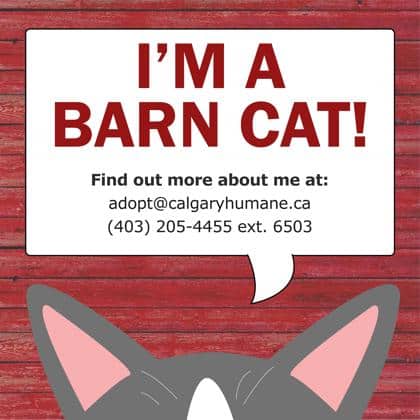 Miliani - Domestic Shorthair cat cat available for adoption at Calgary Humane Society in Calgary