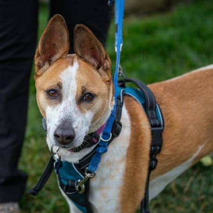 Pako - Medium Mixed Breed available for adoption in Calgary