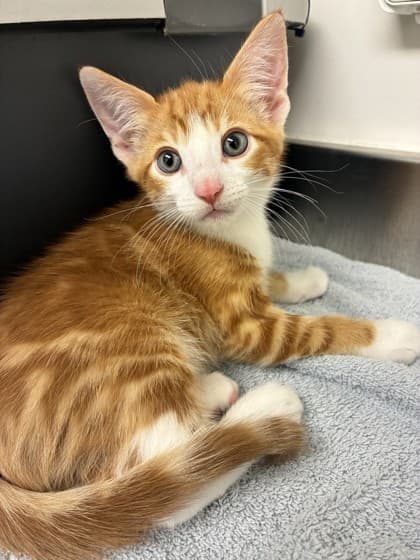 Leon - Domestic Shorthair available for adoption