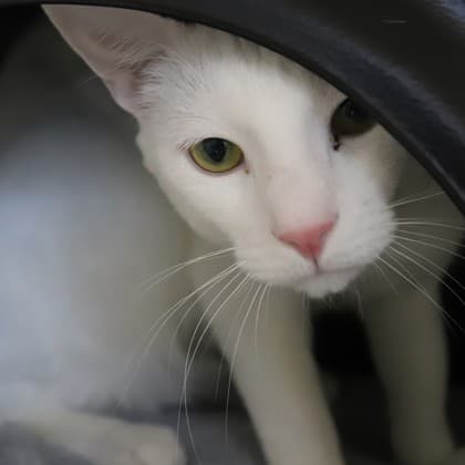 Snow - Domestic Shorthair/Mix cat cat available for adoption at Calgary Humane Society in Calgary