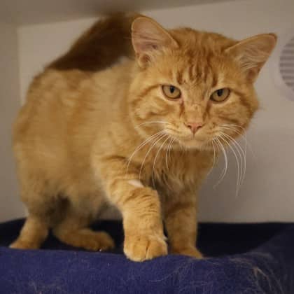 Arnold - Domestic Shorthair/Mix cat available for adoption