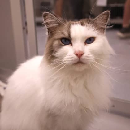 Mochi - Ragdoll cat available for adoption
