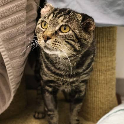 Mr. Handsome P... - Domestic Shorthair cat cat available for adoption at Calgary Humane Society in Calgary