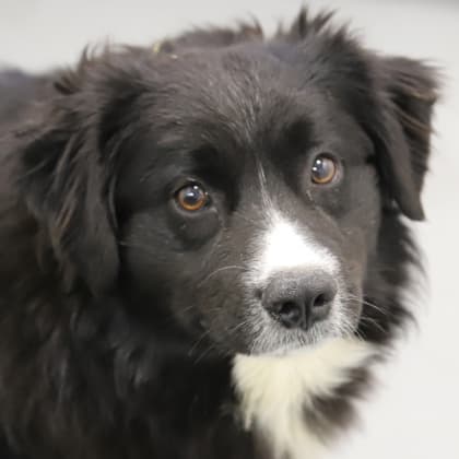 Skipper - Australian Shepherd/Mix available for adoption at Calgary Humane Society in Calgary