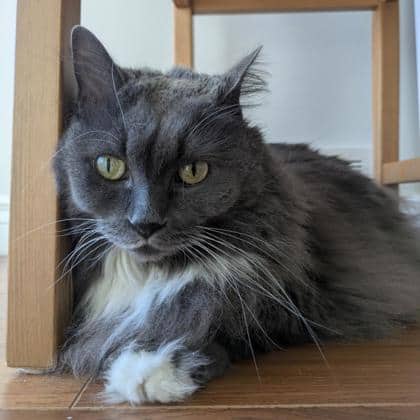 Lowla - Munchkin/Mix cat available for adoption