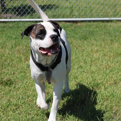 Ruckus - Large Mixed Breed available for adoption