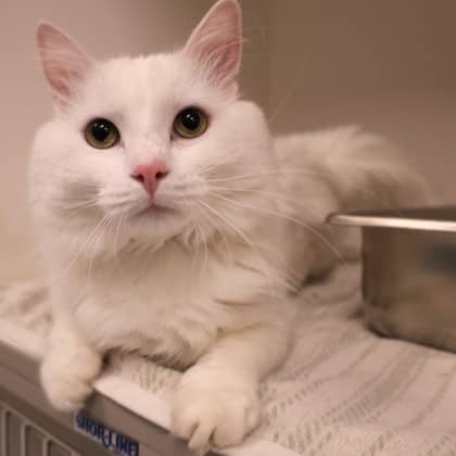 Mr. White - Domestic Longhair/Mix cat cat available for adoption at Calgary Humane Society in Calgary