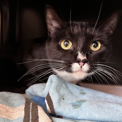 Nera - Domestic Shorthair/Mix cat cat available for adoption at Calgary Humane Society in Calgary