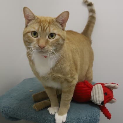 Beerus - Domestic Shorthair/Mix cat cat available for adoption at Calgary Humane Society in Calgary