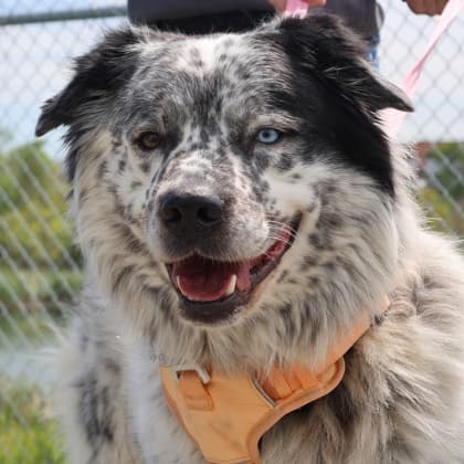 Berkley - Large Mixed Breed available for adoption
