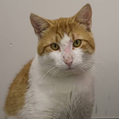 Vasilios - Domestic Shorthair/Mix cat cat available for adoption at Calgary Humane Society in Calgary