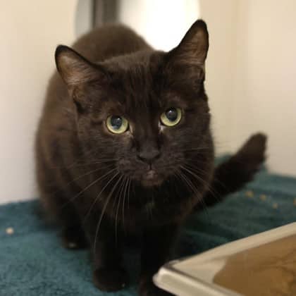 Emery - Domestic Shorthair/Mix cat cat available for adoption at Calgary Humane Society in Calgary